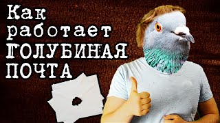 Голубиная ПОЧТА, принцип работы | Мистер Дример