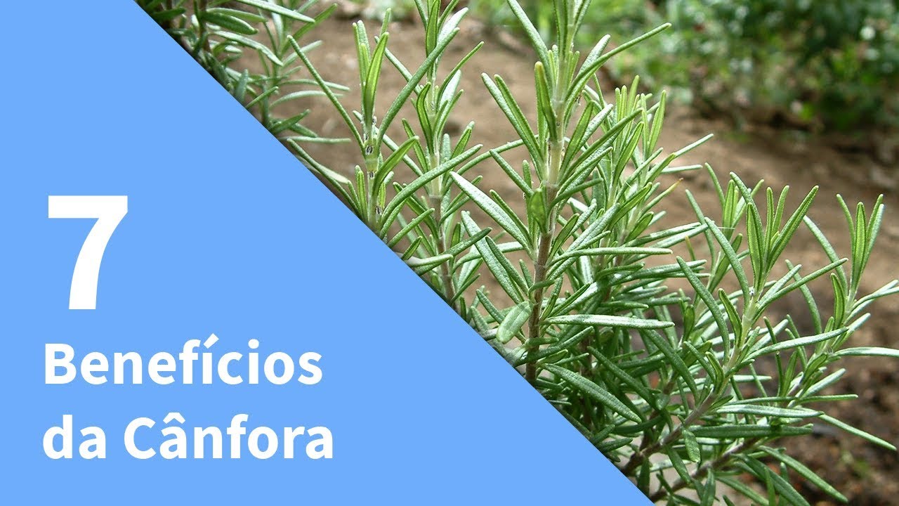 CÂNFORA 7 Benefícios da Cânfora Para Saúde Cânfora Serve Pra Que ? YouTube CÂNFORA 7 Benefícios da Cânfora Para Saúde Cânfora Serve Pra Que ? YouTube