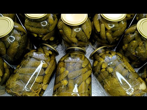 Тузланган бодринг / TUZLANGAN Qarsildoq BODRING/ Солёные огурцы на зиму /Хрустящие огурцы на зиму👍🏻
