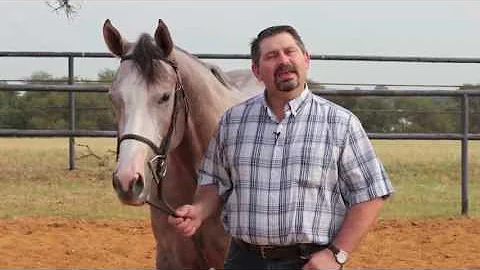 Equine Lysine Supplement by Mark DePaolo, DVM