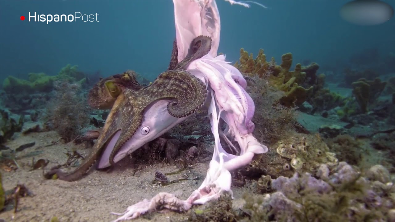 Pulpo cazando en el mar