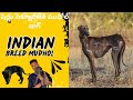 Mudhol dog was brought to the shed security|| Venkat Laxmi vlogs
