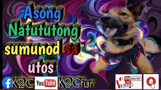 asong natutong sumunod sa utos (Ang Aspin)#aso #dog #K2CFur #shorts  #sit #apir #aspin #pet