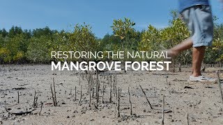 Restoring The Natural Mangrove Forest