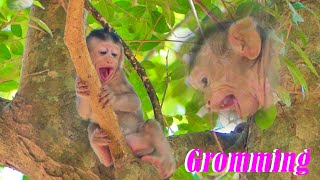 Oh Sadness Story of Baby Briar Crying Loudly..Maybe Feel hungry | Cute Baby Monkey SR​​​​​​