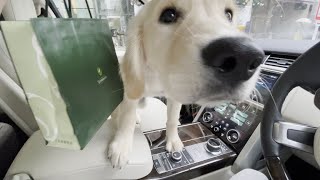 日本橋の千疋屋総本店にスイーツを買いに行くゴールデンレトリバーの子犬ティト。