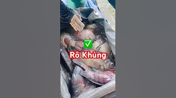 ✅ Cá Rô Phi khủng 2-3,5kg giao toàn Miền Bắc 0971551333 #carophi #tilapiafish #thuysantv #fishing