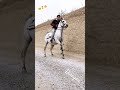 از جمله زیباترین مادیانهای ایران اگه خوشتون اومد بفرستید بره 