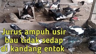 Lakukan 3 Hal Ini Agar Kandang Entok Tidak Berbau