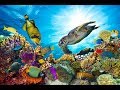 Diving and Snorkeling in Hurghada - Arabella Azur - Egypt