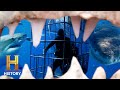 Shark Cage Diving Knowledge Assessment