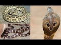 ये है भारत देश के सबसे जहरीले सांप | Most venomous snake in india full information | Sarpmitra akash