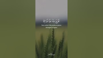 وهو الذي أنزل من السماء ماء  - تلاوة رائعة