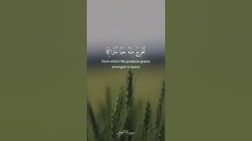وهو الذي أنزل من السماء ماء  - تلاوة رائعة