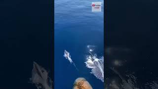 дельфин скользит по поверхности воды