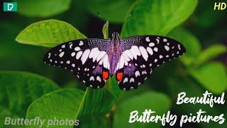 Beautiful Butterfly photos| Butterfly photographe.Nature Short & Video HD (1080p) screenshot 3