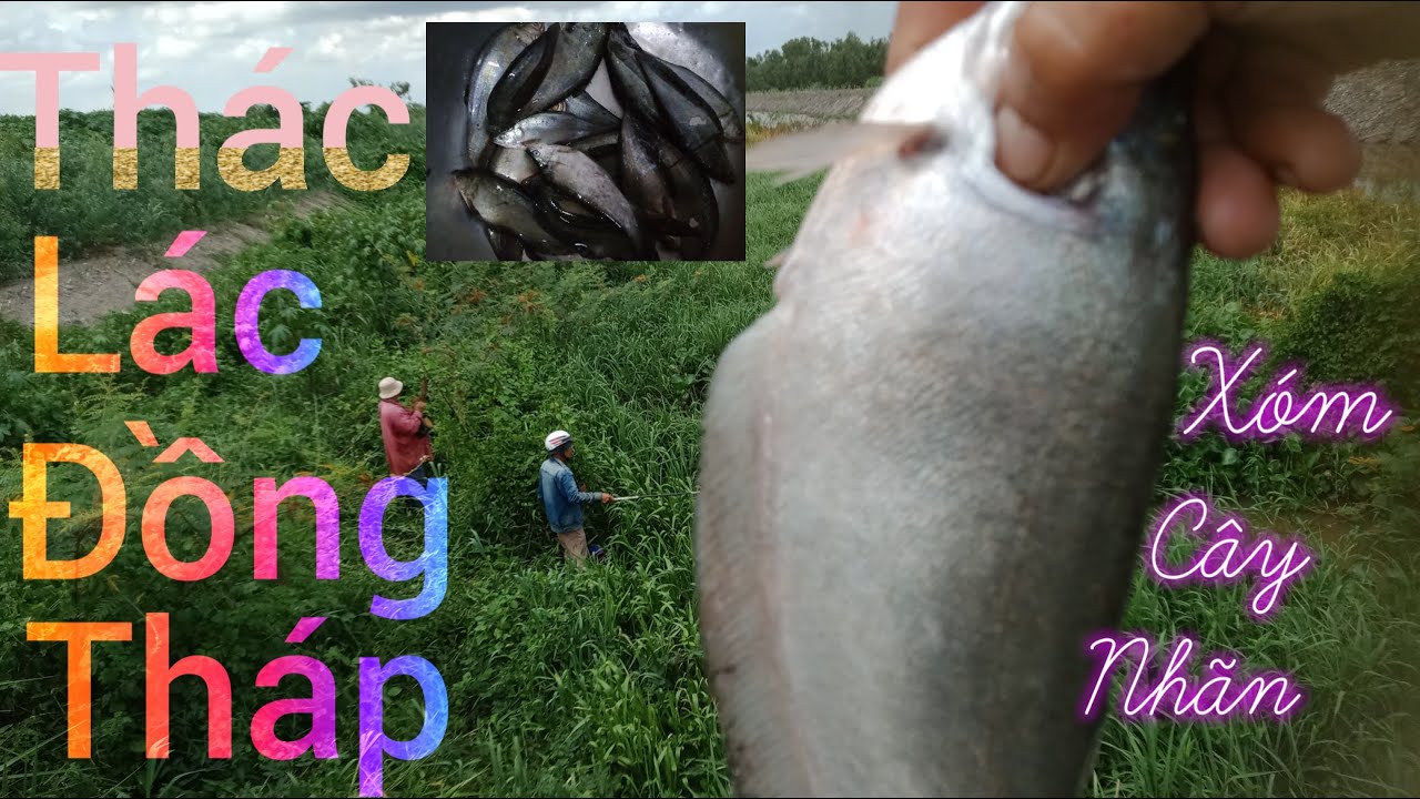 Chia Sẻ Điểm Câu Cá Trường Xuân Tháp Mười Đồng Tháp #inshot