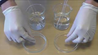155 THE INFLUENCE OF TEMPERATURE ON THE REACTION SPEED OF MG WITH HCL