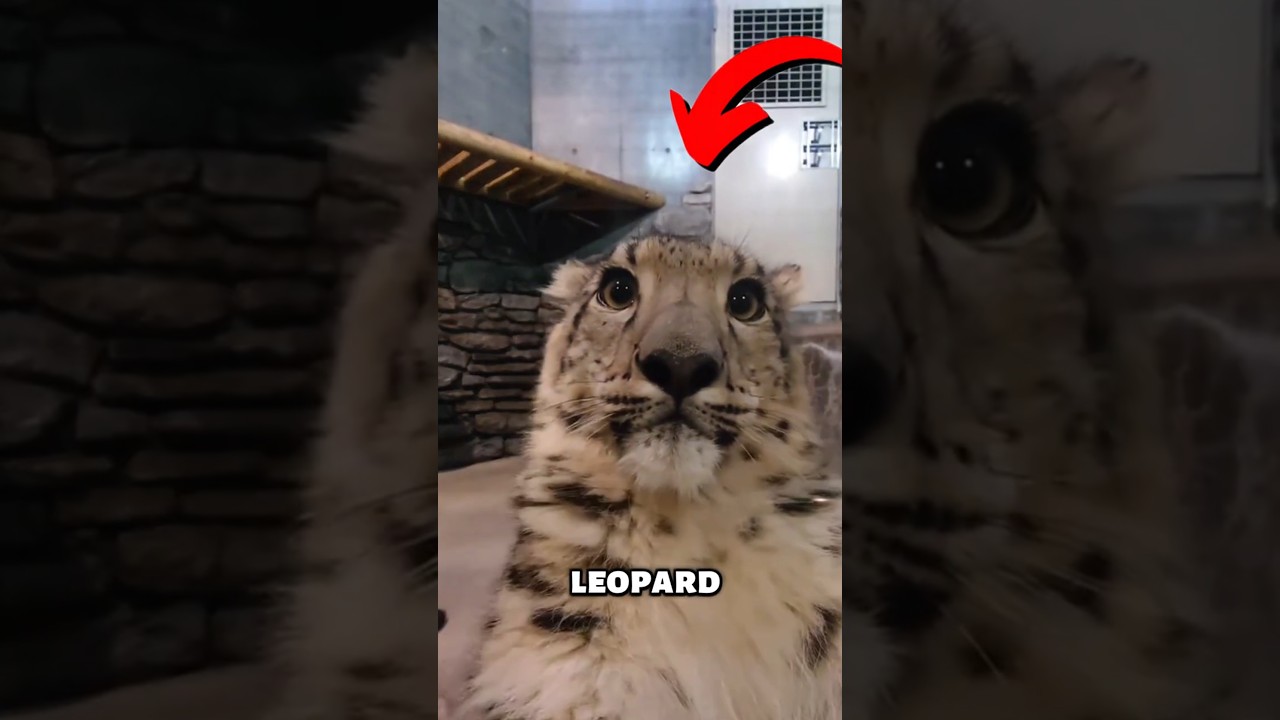 The Ninja Snow Leopard ⛄❄ #cute #animals #shorts