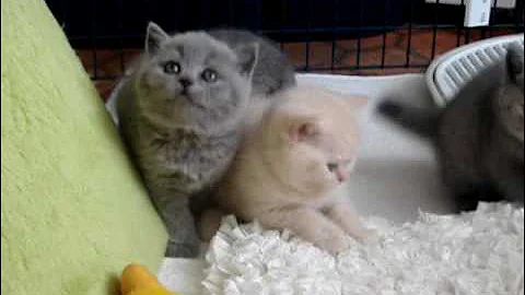 Video 5028351: british shorthair cattery, amazing british shorthair, animals british