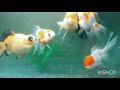 金魚ミックス# 四年目 # 素人