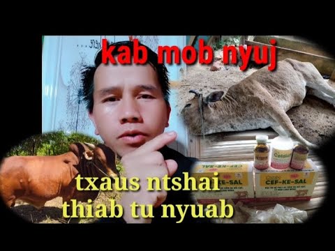 Video: Canine Brucellosis - Txaus Ntshai Rau Dev Thiab Tib Neeg