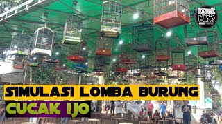 simulasi lomba burung cucak ijo