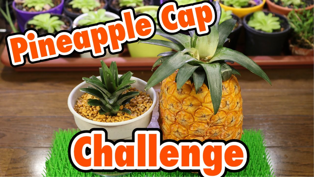 Pineapple Cap Challenge パイナップルのヘタを育てよう Youtube Pineapple Cap Challenge パイナップルのヘタを育てよう Youtube