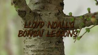 How do I repot my bonsai - part 1 - by Lloyd Noall of Bonsai Direct