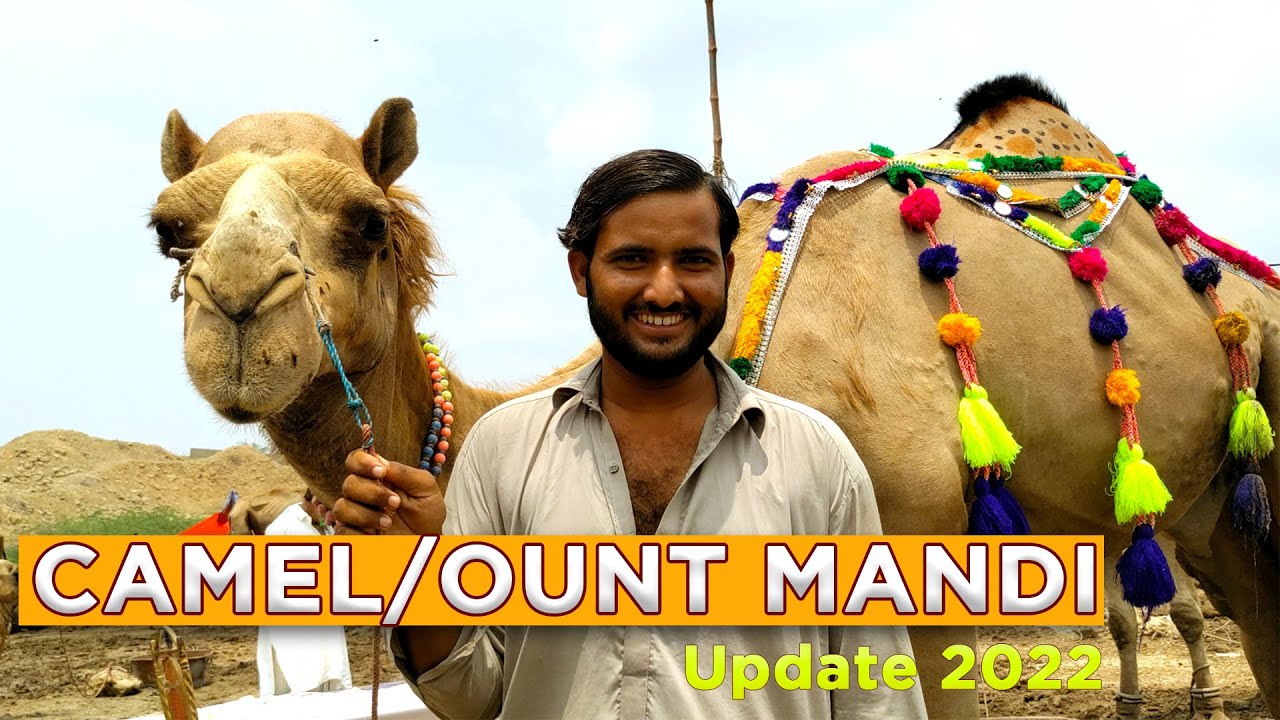 Last Evening of Sohrab Goth Mandi 9 - July - 2022 - Ount/Camel Mandi Karachi 2022 | Uncover Karachi