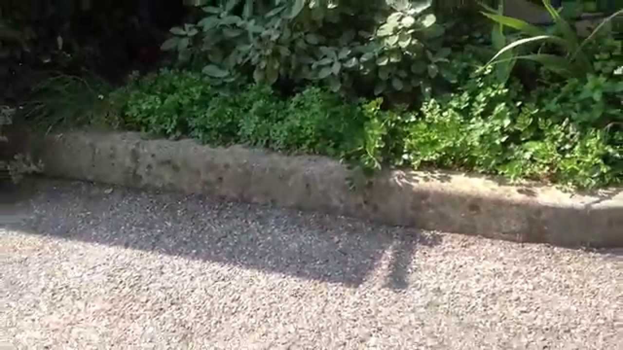 life facebook Cat camouflaged to attack birds - SISSI THE RED CAT