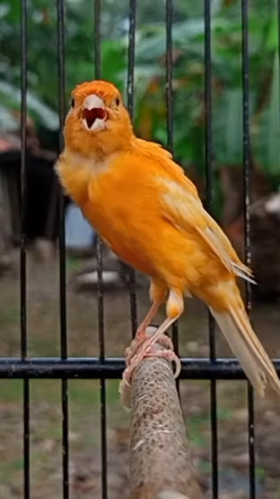 Download lagu Kenari gacor #kenari #pancingankenari #masterankenari #birds #canario #galerikenariindonesia