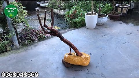 GL.sim rừng một thân dáng bay.Hoa bạn và tôi