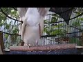 Suara Perkutut Putih Manggung Mp3 - Mp4 Download