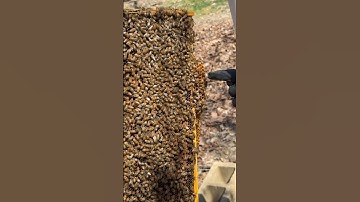Drone comb is different? #homestead #ytshorts #farming #honey #beekeeping #drones