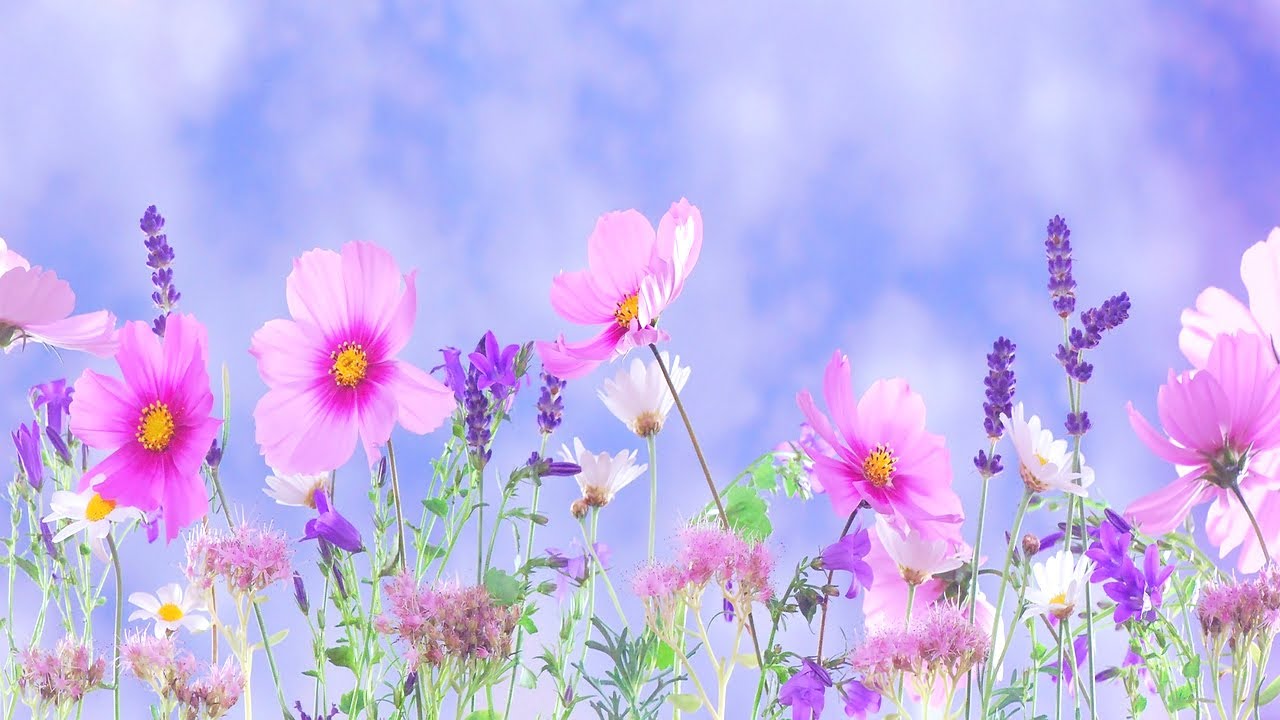 A tavasz dala 🌺🌞🌺