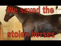 We rescued the horses