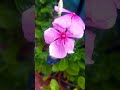 💖🌸Periwinkle#periwinkle. #flowers #nature#shorts #viral