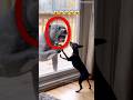 Dog Funny Moments 😂