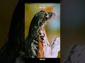 Potoo bird talent #sciencefacts