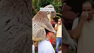 #animal #comedy #funny #comedyshorts #travel #travelvlog #traveling #new #ai #aiart #aivideo #china