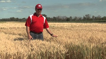 SeCan AAC Brandon (BW932) CWRS wheat