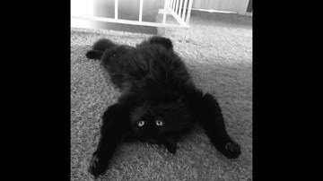 Kitty, Trigger found the Catnip Stash!