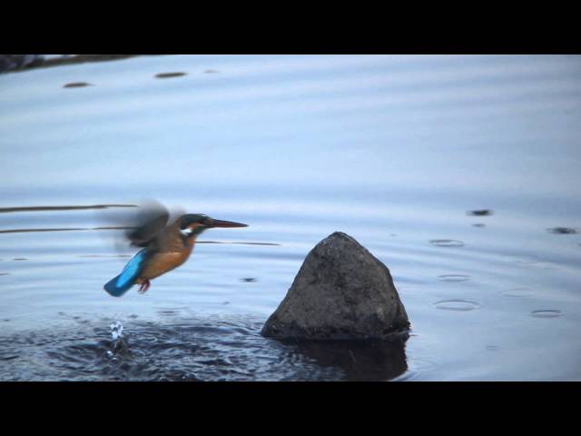 カワセミ捕食HD動画Ⅱ - YouTube