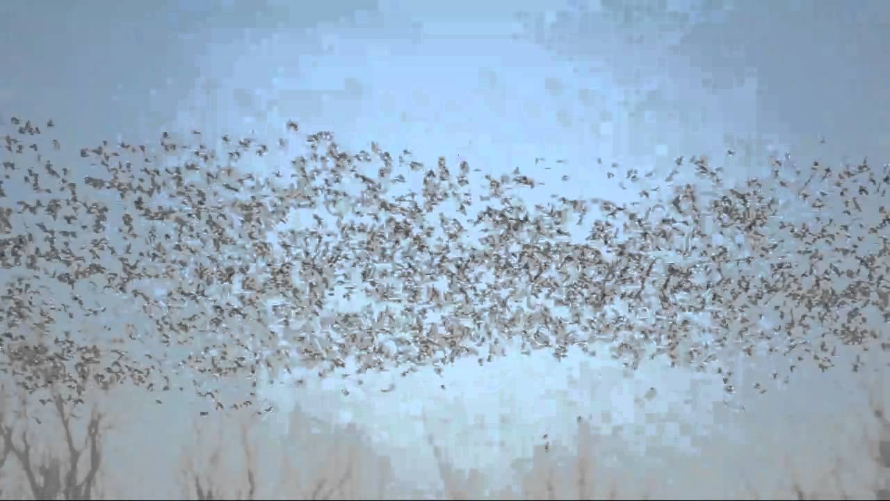 Sandhill Cranes at Willcox YouTube
