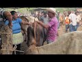 Dos vacas por 2700 en San Miguel El Salvador