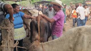 Dos vacas por 2700 en San Miguel El Salvador