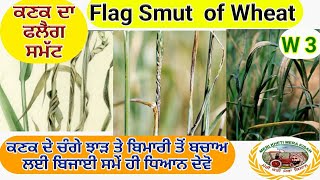 Flag Smut of  Wheat  (ਕਣਕ ਦਾ ਫਲੈਗ ਸਮੱਟ ਹੁਣ ਹੀ ਕੰਟਰੋਲ ਕਰੋ, ਨਹੀ ਤਾ ਨੁਕਸਾਨ ਹੋ ਸਕਦਾ) Shergill Markhai