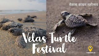 Velas Turtle Festival | वेळास कासव महोत्सव