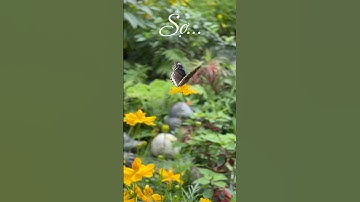 Người Cũ Còn Thương | Thanh Nhường